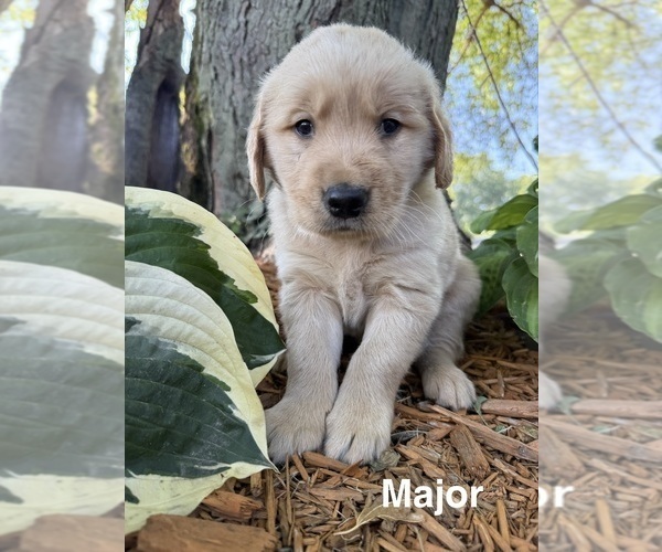 Medium Photo #1 Golden Retriever Puppy For Sale in PANA, IL, USA