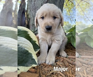 Medium Golden Retriever