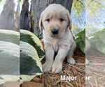 Puppy Major Golden Retriever