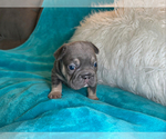 Small #2 French Bulldog