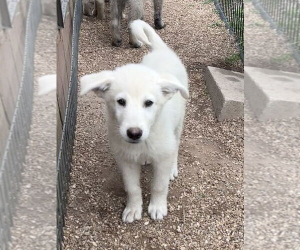 Medium Photo #1 Pyrenees Husky Puppy For Sale in Bolivar, MO, USA