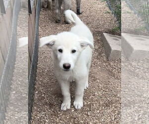 Pyrenees Husky Dogs for adoption in Bolivar, MO, USA
