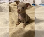 Small Photo #9 Chihuahua Puppy For Sale in ARANSAS PASS, TX, USA