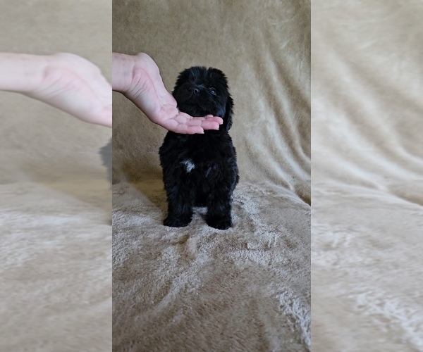 Medium Photo #4 Newfoundland Puppy For Sale in CAMBRIDGE, NE, USA