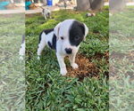 Small #1 Boxer Mix
