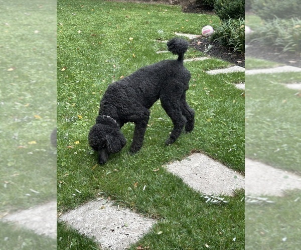 Medium Photo #1 Goldendoodle Puppy For Sale in BUDD LAKE, NJ, USA