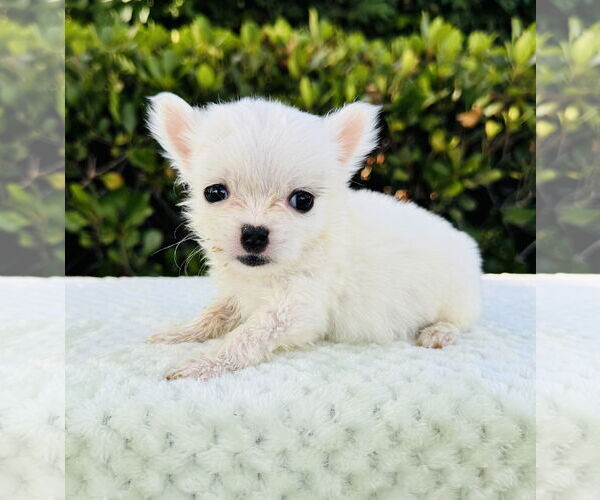 Medium Photo #1 Jack Russell Terrier-Maltese Mix Puppy For Sale in Marina Del Rey, CA, USA