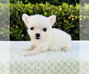 Medium Jack Russell Terrier-Maltese Mix