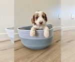 Puppy 2 Goldendoodle (Miniature)