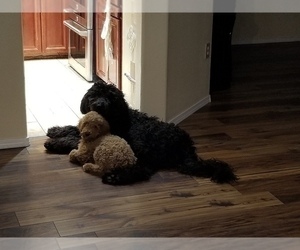 Father of the Doodle-Labradoodle Mix puppies born on 04/01/2025