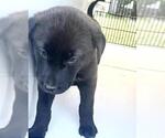 Small #1 Labrador Retriever Mix