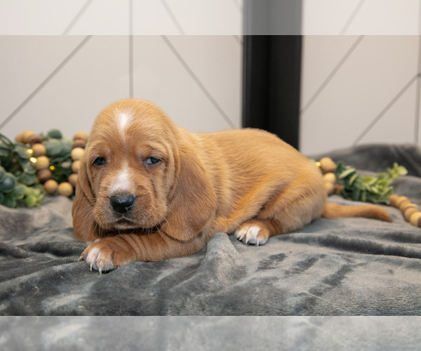 Medium Photo #3 Basset Hound Puppy For Sale in FRESNO, OH, USA