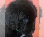 Small Photo #14 Bernedoodle Puppy For Sale in COOLIDGE, AZ, USA