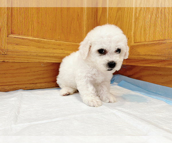 Medium Photo #3 Bichon Frise Puppy For Sale in SAN JOSE, CA, USA