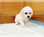 Small #2 Bichon Frise