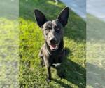 Small #2 German Shepherd Dog