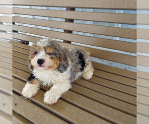 Cavapoo Puppy for sale in FRYTOWN, IA, USA