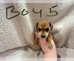 Small Photo #16 Chiweenie Puppy For Sale in CANDLER, NC, USA