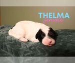 Image preview for Ad Listing. Nickname: Thelma