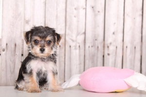 Morkie Puppy for sale in MOUNT VERNON, OH, USA