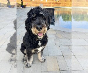 Bernedoodle Dogs for adoption in San Martin, CA, USA