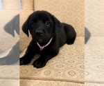 Small #1 Golden Shepherd