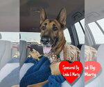 Small #4 German Shepherd Dog