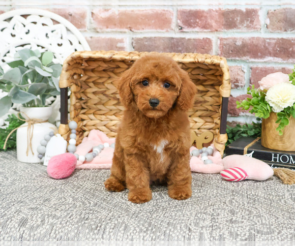 Medium Photo #8 Poodle (Miniature) Puppy For Sale in SYRACUSE, IN, USA