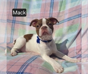 Boston Terrier Puppy for sale in MINERAL WELLS, WV, USA