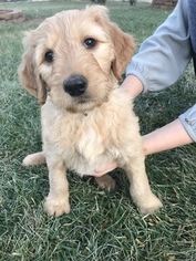 Goldendoodle Puppy for sale in WARRENTON, MO, USA