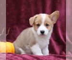 Small Photo #4 Pembroke Welsh Corgi Puppy For Sale in ELLIOTTSBURG, PA, USA