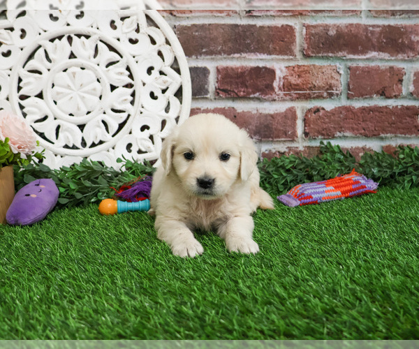 Medium Photo #9 English Cream Golden Retriever Puppy For Sale in SYRACUSE, IN, USA