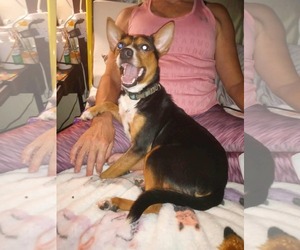 Chipin Dogs for adoption in Stover, MO, USA