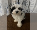 Small #10 Havanese