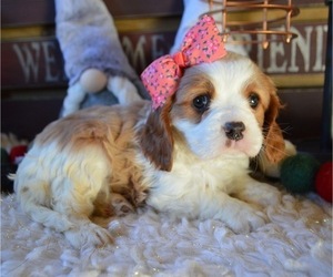 Cavalier King Charles Spaniel Puppy for sale in HONEY BROOK, PA, USA