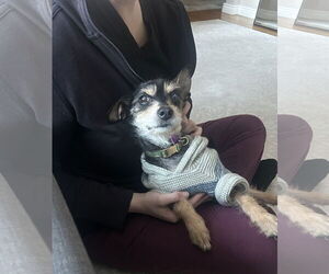 Poodle (Miniature)-Unknown Mix Dogs for adoption in Aurora, CO, USA