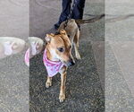 Small #10 Rat Terrier Mix