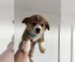 Small #2 Pembroke Welsh Corgi