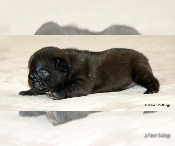 Medium Photo #5 French Bulldog Puppy For Sale in WINNSBORO, TX, USA