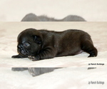 Small Photo #25 French Bulldog Puppy For Sale in WINNSBORO, TX, USA
