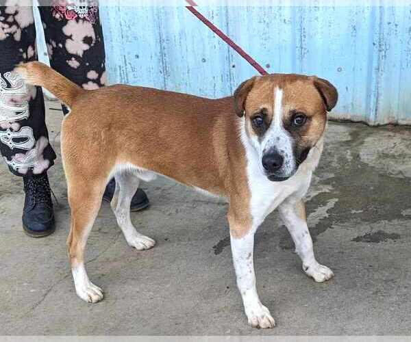 Medium Photo #2 Mutt Puppy For Sale in Anniston, AL, USA