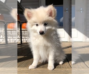 Pomsky Puppy for sale in SAVOY, MA, USA