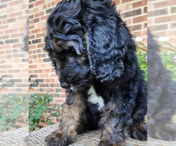 Medium Photo #5 Aussiedoodle Puppy For Sale in COLUMBIA, TN, USA
