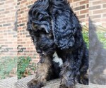 Small #4 Aussiedoodle