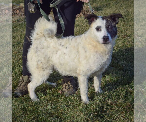Medium Photo #10 American Staffordshire Terrier-Border Collie Mix Puppy For Sale in Huntley, IL, USA