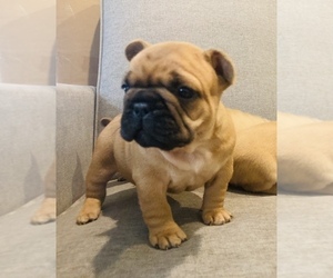 French Bulldog Puppy for sale in KNOXVILLE, TN, USA
