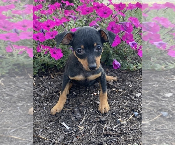 Medium Photo #4 Miniature Pinscher Puppy For Sale in CANOGA, NY, USA