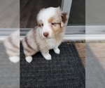 Small Photo #2 Australian Shepherd Puppy For Sale in HAMPTON, VA, USA