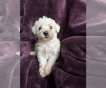 Puppy 1 Poodle (Toy)-Schnauzer (Miniature) Mix