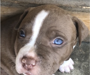 American Pit Bull Terrier Puppy for sale in MANSFIELD, TX, USA